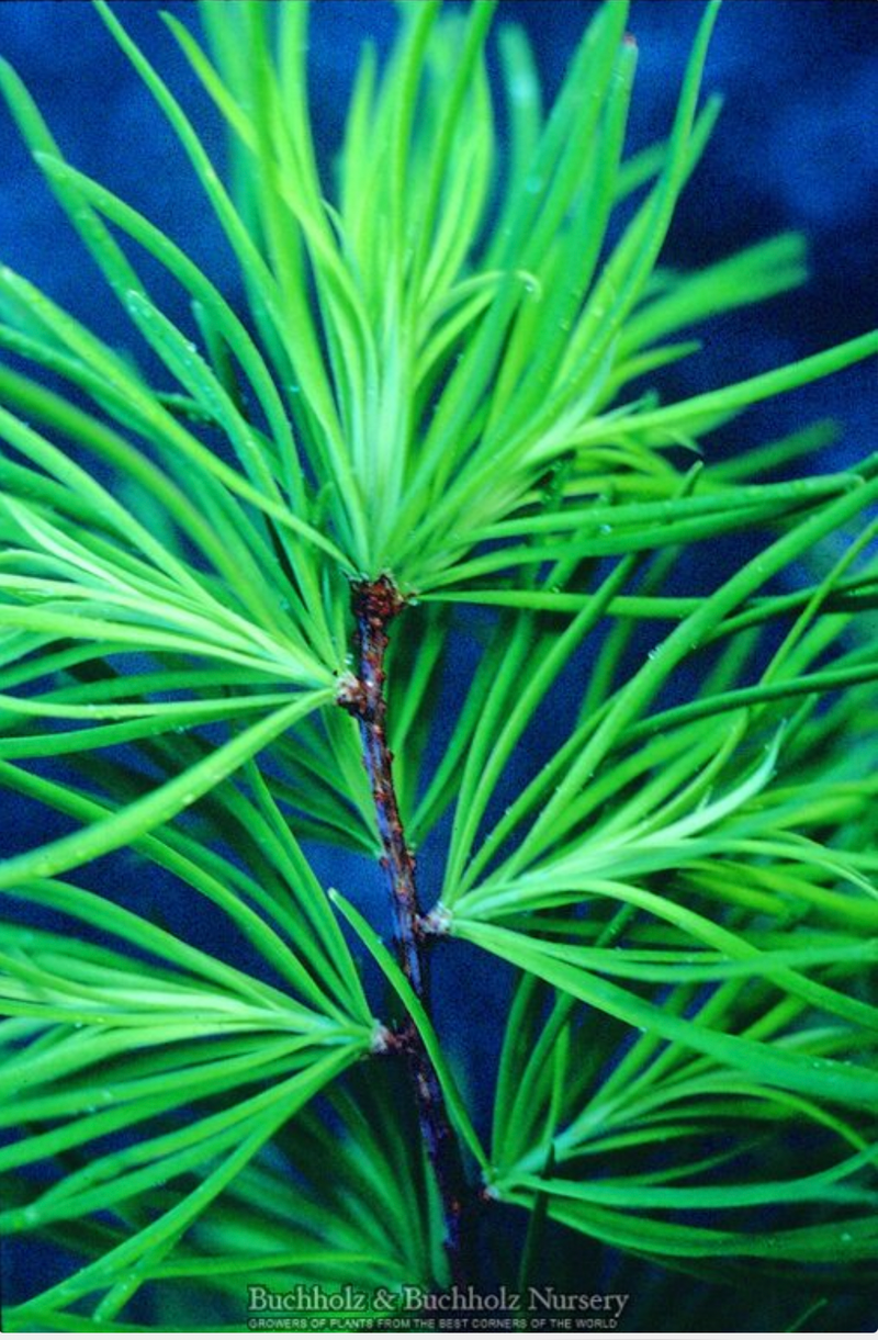 - Pseudolarix amabilis Golden Larch - Mr Maple │ Buy Japanese Maple Trees