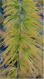- Pseudolarix amabilis Golden Larch - Mr Maple │ Buy Japanese Maple Trees