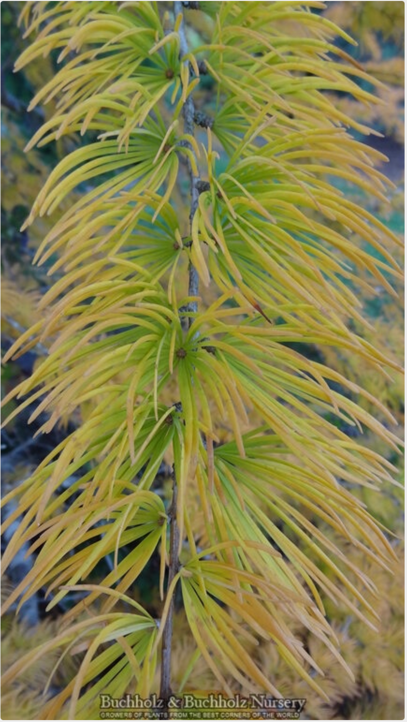 - Pseudolarix amabilis Golden Larch - Mr Maple │ Buy Japanese Maple Trees