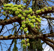 - Pseudolarix amabilis Golden Larch - Mr Maple │ Buy Japanese Maple Trees