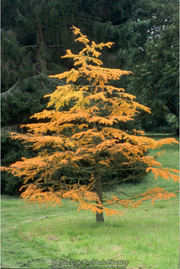 - Pseudolarix amabilis Golden Larch - Mr Maple │ Buy Japanese Maple Trees