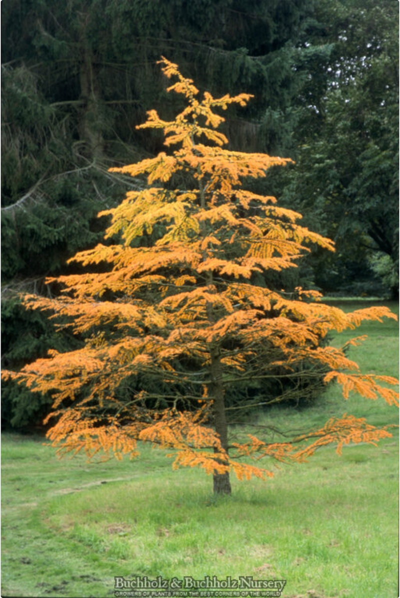 - Pseudolarix amabilis Golden Larch - Mr Maple │ Buy Japanese Maple Trees