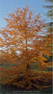 - Pseudolarix amabilis Golden Larch - Mr Maple │ Buy Japanese Maple Trees
