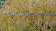 - Pseudolarix amabilis Golden Larch - Mr Maple │ Buy Japanese Maple Trees