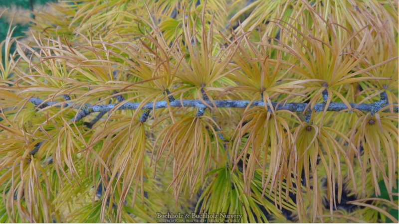 - Pseudolarix amabilis Golden Larch - Mr Maple │ Buy Japanese Maple Trees