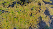 - Pseudolarix amabilis Golden Larch - Mr Maple │ Buy Japanese Maple Trees