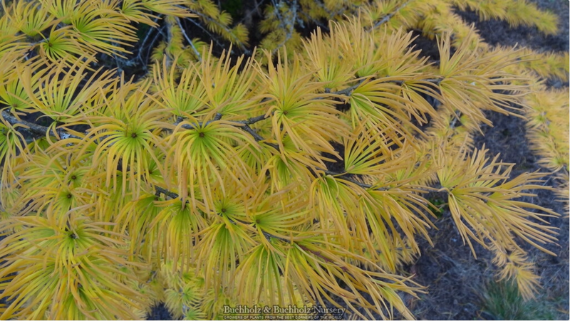 - Pseudolarix amabilis Golden Larch - Mr Maple │ Buy Japanese Maple Trees