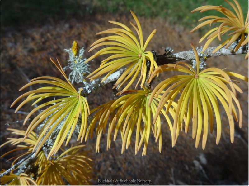 - Pseudolarix amabilis Golden Larch - Mr Maple │ Buy Japanese Maple Trees