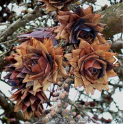 - Pseudolarix amabilis Golden Larch - Mr Maple │ Buy Japanese Maple Trees