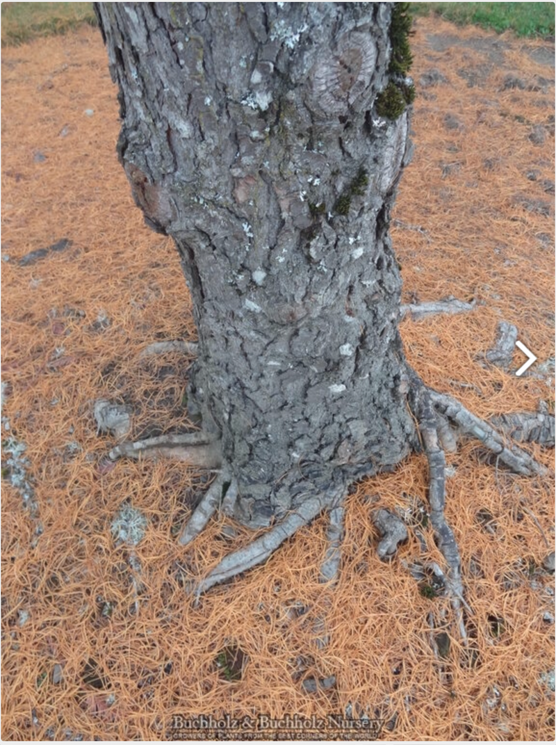 - Pseudolarix amabilis Golden Larch - Mr Maple │ Buy Japanese Maple Trees