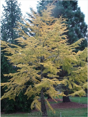 - Pseudolarix amabilis Golden Larch - Mr Maple │ Buy Japanese Maple Trees