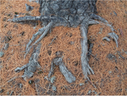 - Pseudolarix amabilis Golden Larch - Mr Maple │ Buy Japanese Maple Trees