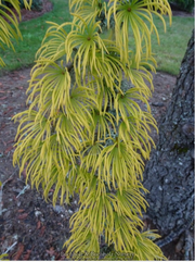 - Pseudolarix amabilis Golden Larch - Mr Maple │ Buy Japanese Maple Trees
