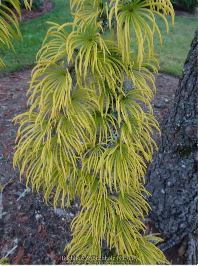 - Pseudolarix amabilis Golden Larch - Mr Maple │ Buy Japanese Maple Trees