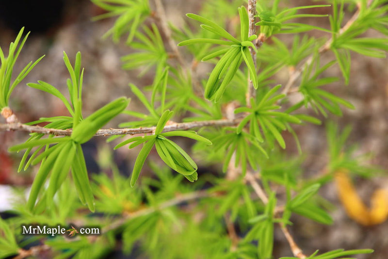 - Pseudolarix amabilis Golden Larch - Mr Maple │ Buy Japanese Maple Trees