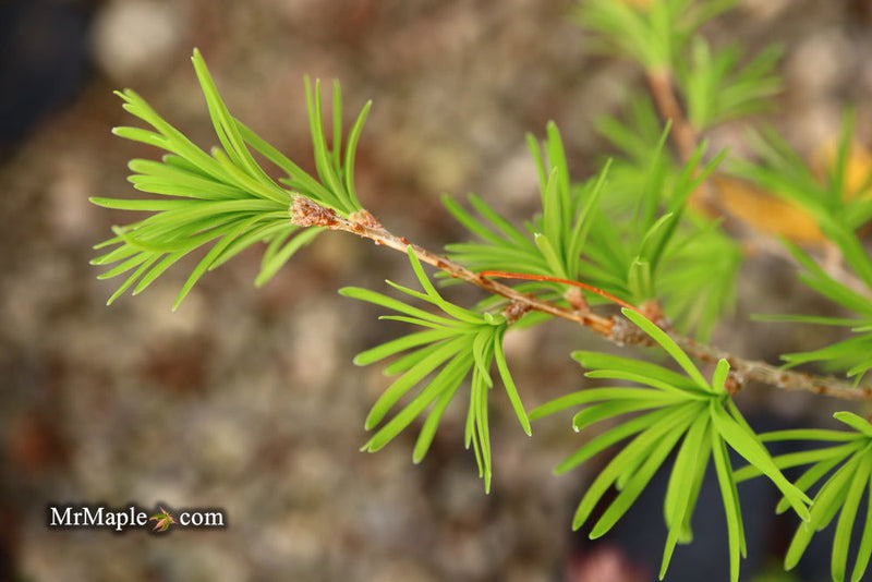 - Pseudolarix amabilis Golden Larch - Mr Maple │ Buy Japanese Maple Trees