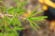 - Pseudolarix amabilis Golden Larch - Mr Maple │ Buy Japanese Maple Trees