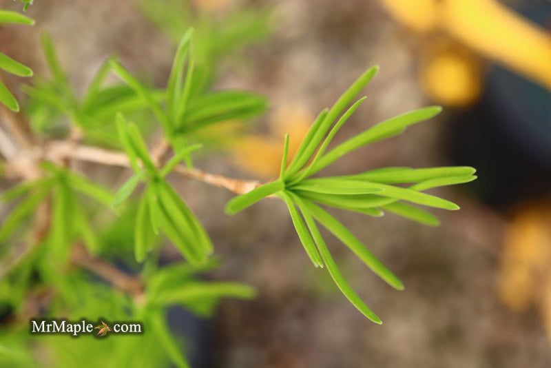 - Pseudolarix amabilis Golden Larch - Mr Maple │ Buy Japanese Maple Trees