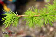 - Pseudolarix amabilis Golden Larch - Mr Maple │ Buy Japanese Maple Trees