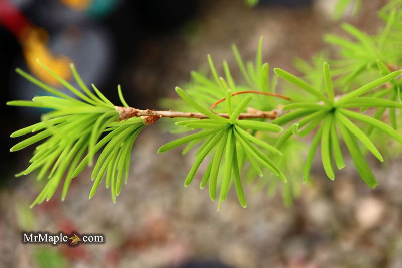 - Pseudolarix amabilis Golden Larch - Mr Maple │ Buy Japanese Maple Trees