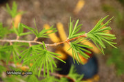- Pseudolarix amabilis Golden Larch - Mr Maple │ Buy Japanese Maple Trees