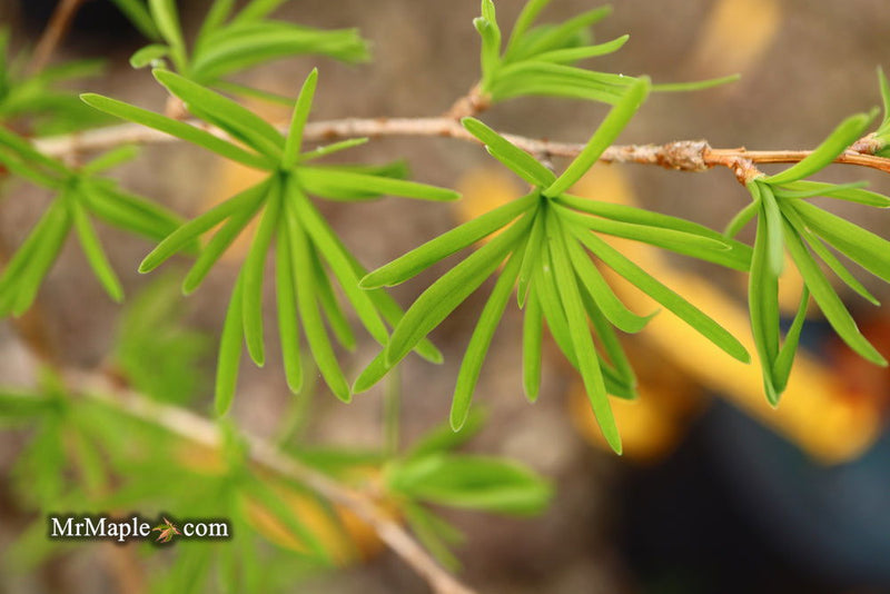 - Pseudolarix amabilis Golden Larch - Mr Maple │ Buy Japanese Maple Trees