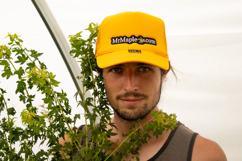 - 'MrMaple.com' - Puffy Trucker MrMaple Hat - Gold - Mr Maple │ Buy Japanese Maple Trees