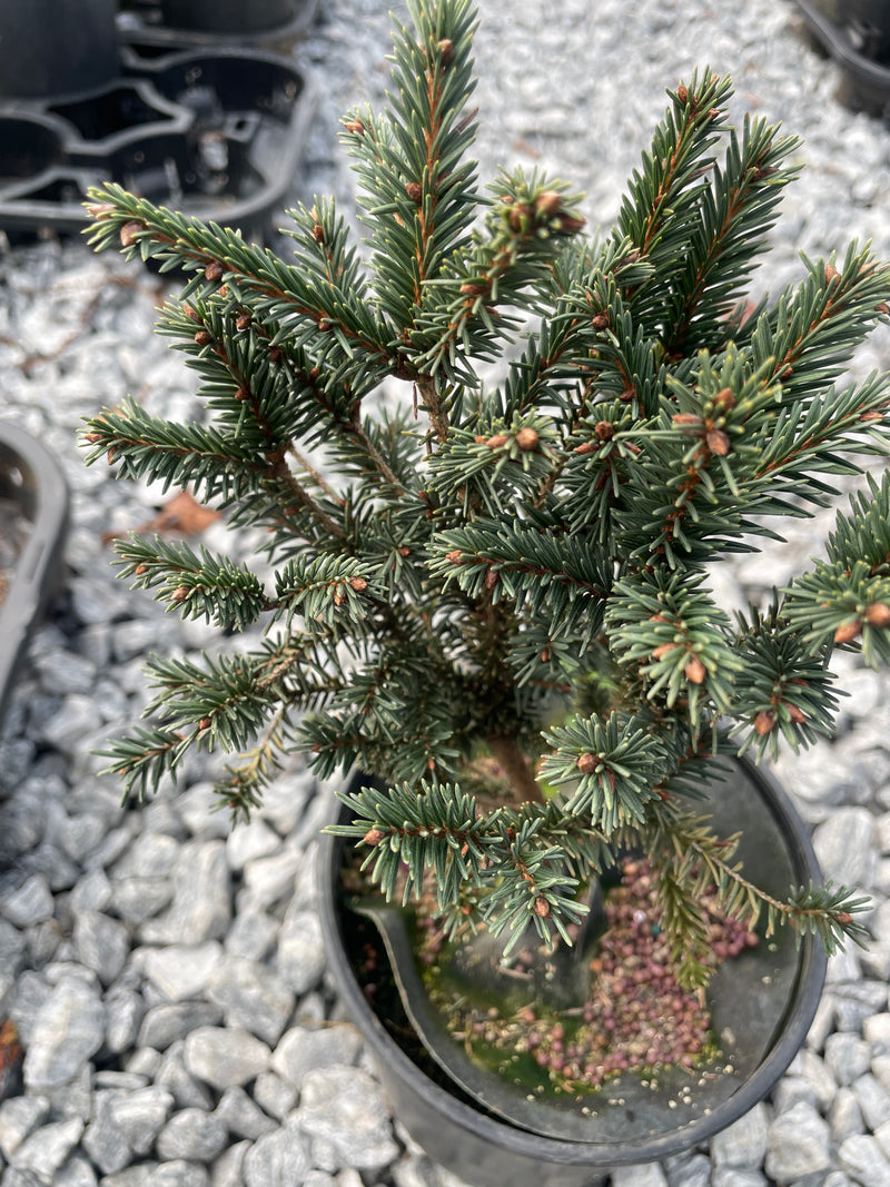 Picea abies 'Pumila' Norway Spruce