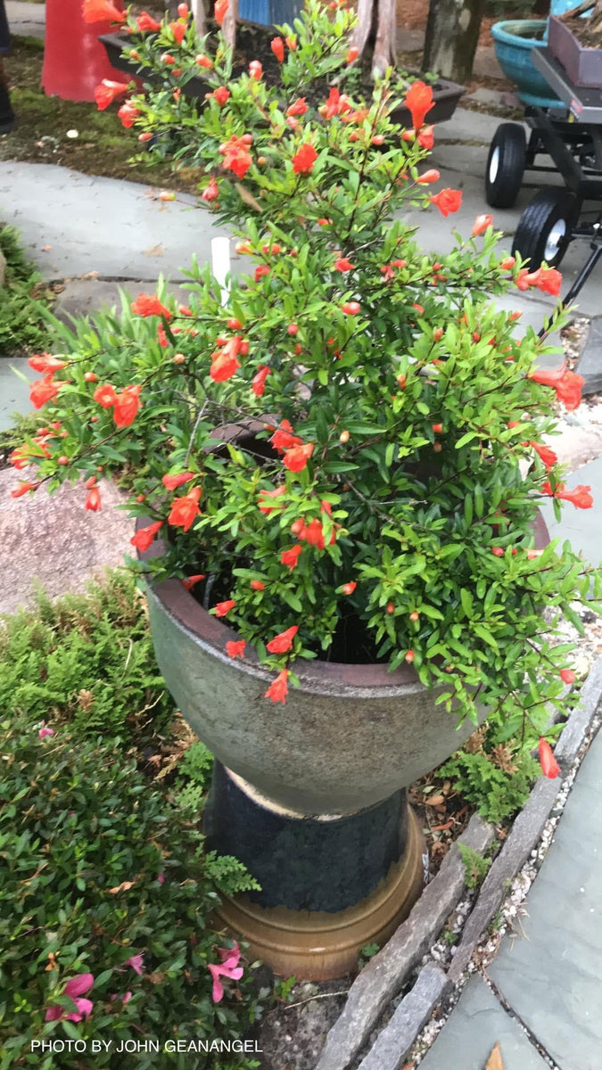 bonsai pomegranate tree for sale Buy Prunus granatum 'Nana Emperor' dwarf pomegranate — Mr Maple │ Buy  Japanese Maple Trees