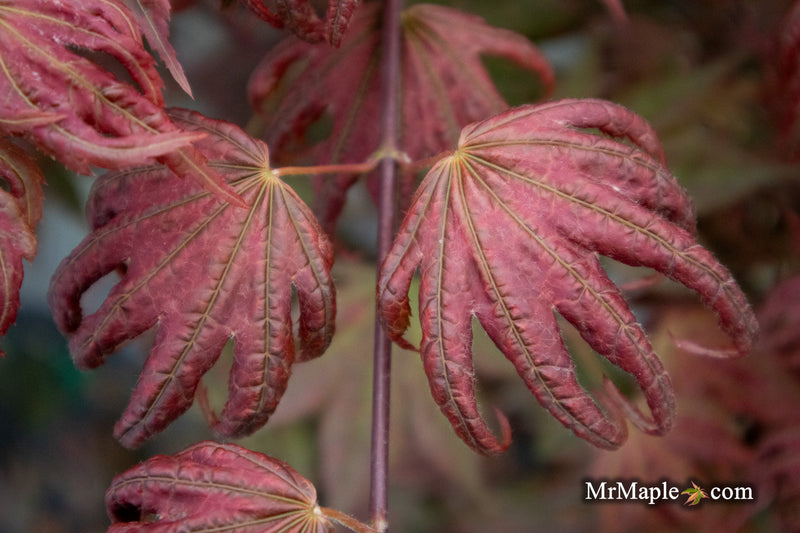 - Acer palmatum x 'Purple Curl' Japanese Maple - Mr Maple │ Buy Japanese Maple Trees
