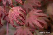 - Acer palmatum x 'Purple Curl' Japanese Maple - Mr Maple │ Buy Japanese Maple Trees