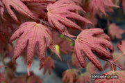 - Acer palmatum x 'Purple Curl' Japanese Maple - Mr Maple │ Buy Japanese Maple Trees