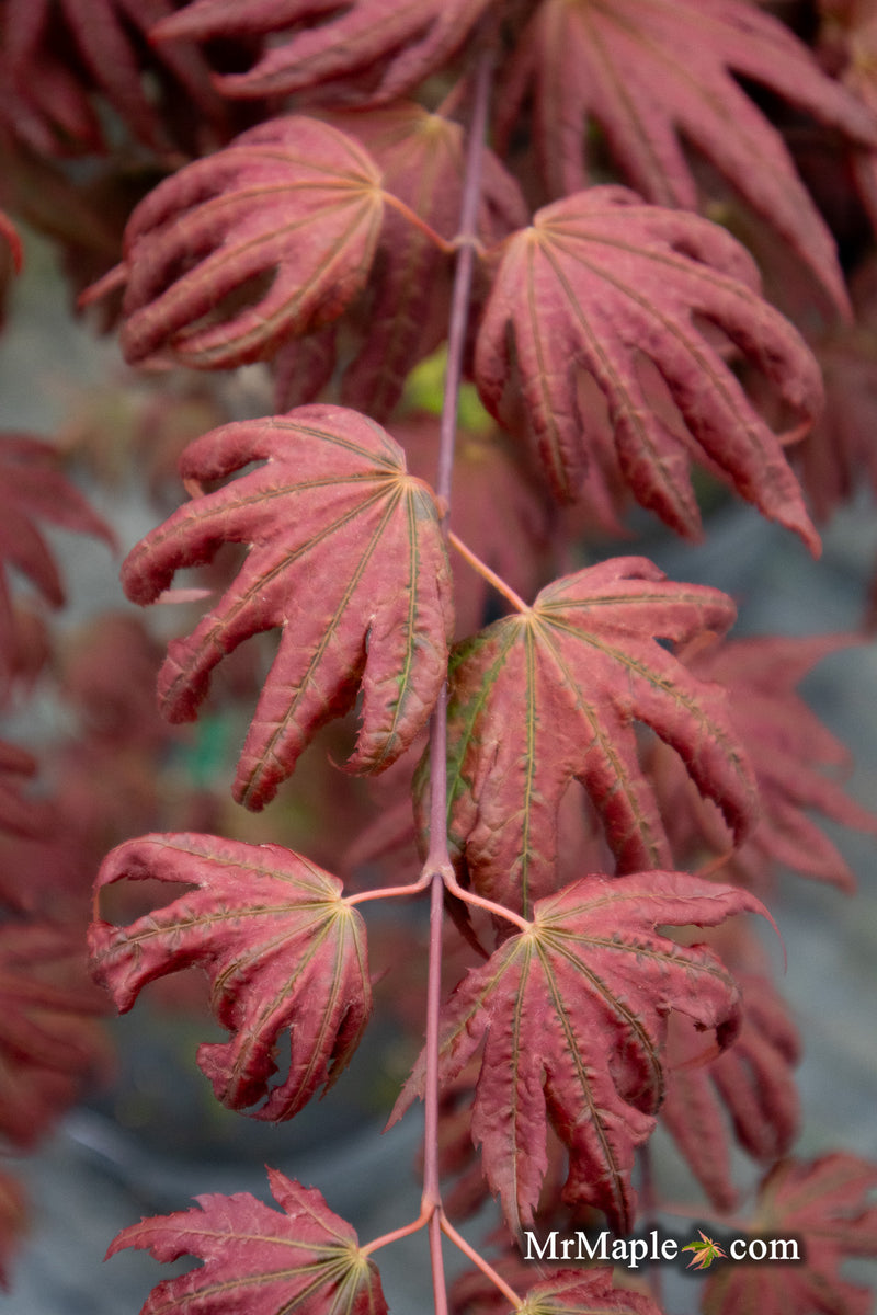 - Acer palmatum x 'Purple Curl' Japanese Maple - Mr Maple │ Buy Japanese Maple Trees