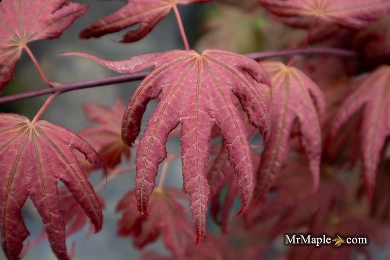 - Acer palmatum x 'Purple Curl' Japanese Maple - Mr Maple │ Buy Japanese Maple Trees