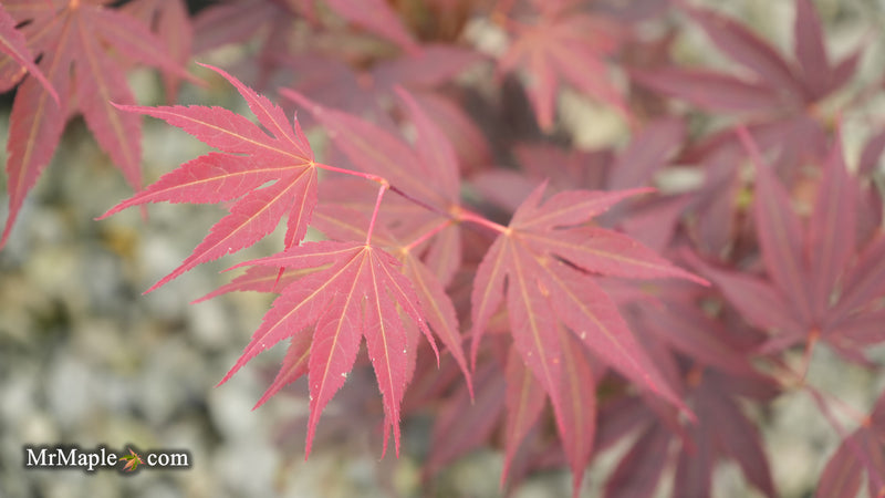 Acer palmatum 'Purple mask' Japanese Maple