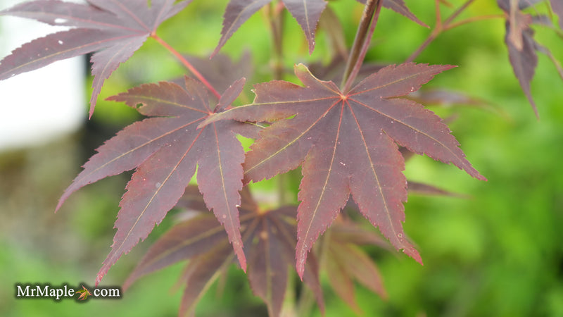 Acer palmatum 'Purple mask' Japanese Maple