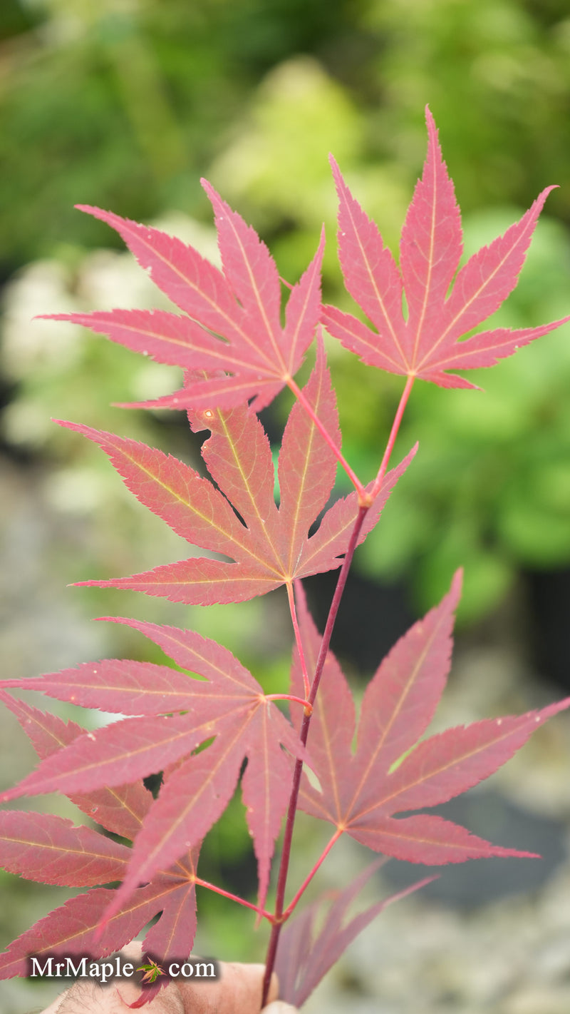 Acer palmatum 'Purple mask' Japanese Maple