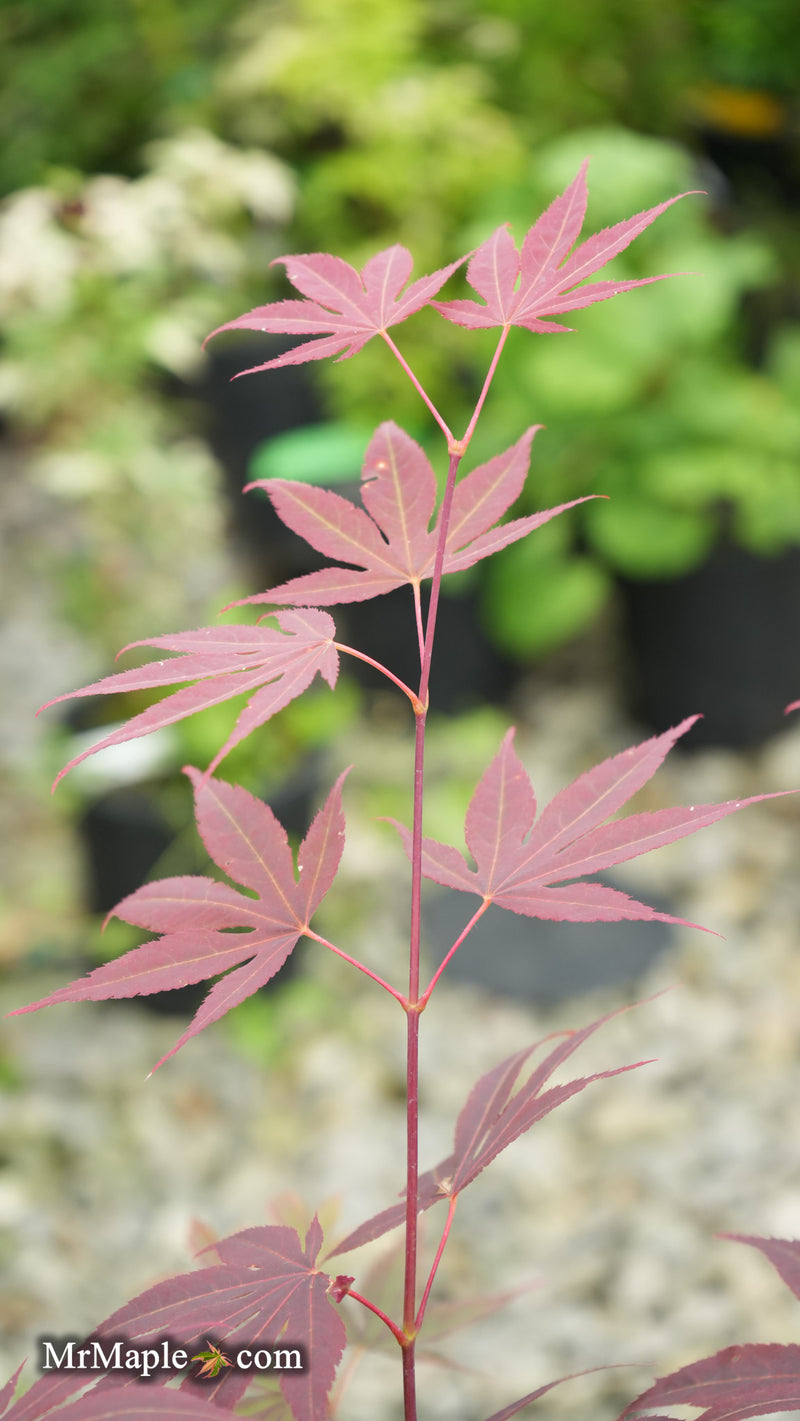 Acer palmatum 'Purple mask' Japanese Maple