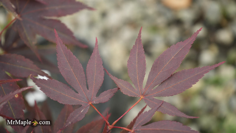 Acer palmatum 'Purple mask' Japanese Maple