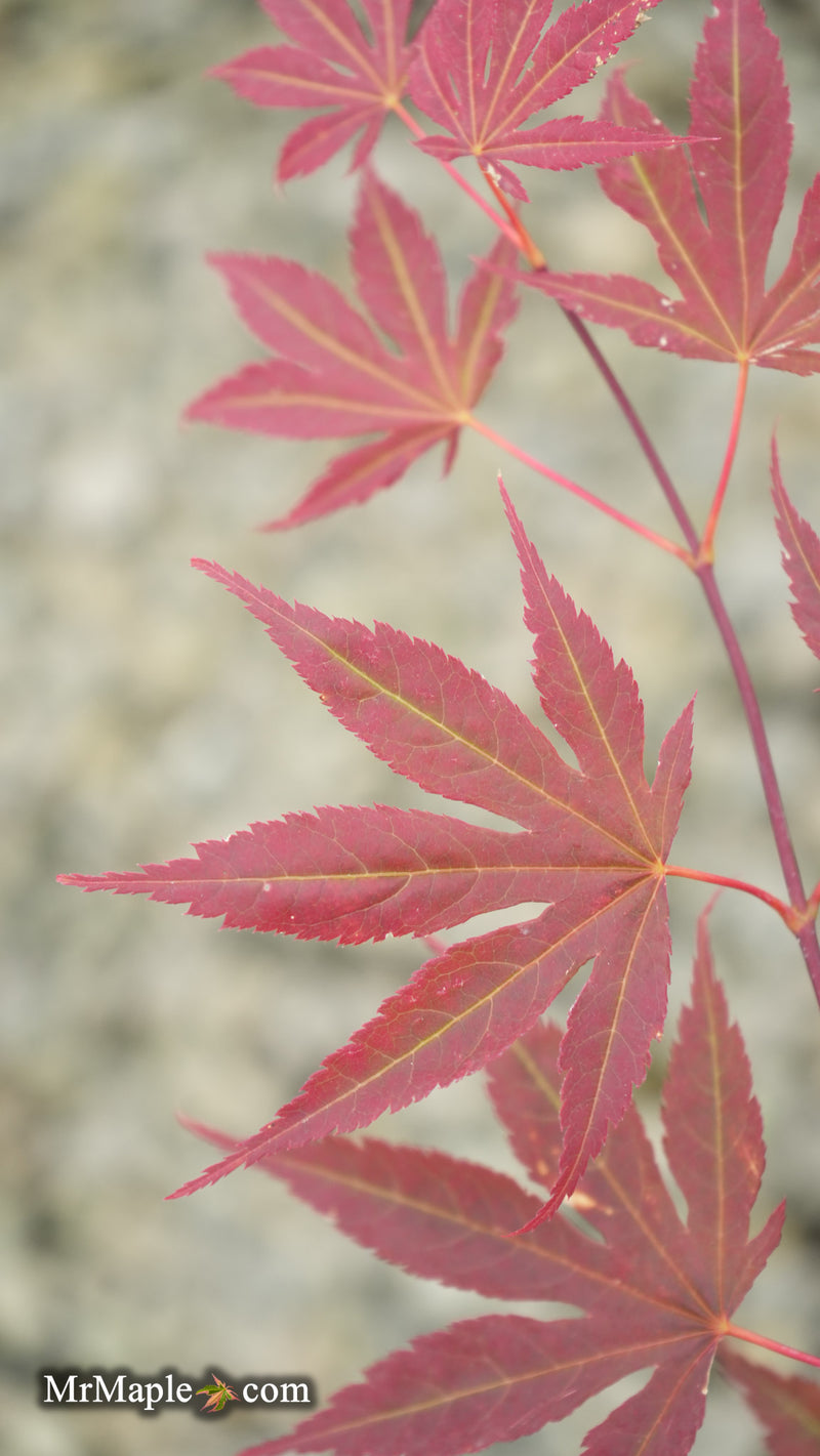Acer palmatum 'Purple mask' Japanese Maple