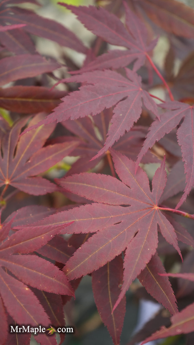 Acer palmatum 'Purple mask' Japanese Maple