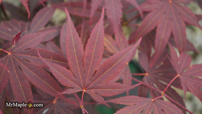 Acer palmatum 'Purple mask' Japanese Maple
