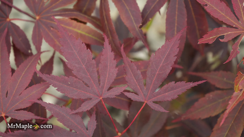 Acer palmatum 'Purple mask' Japanese Maple