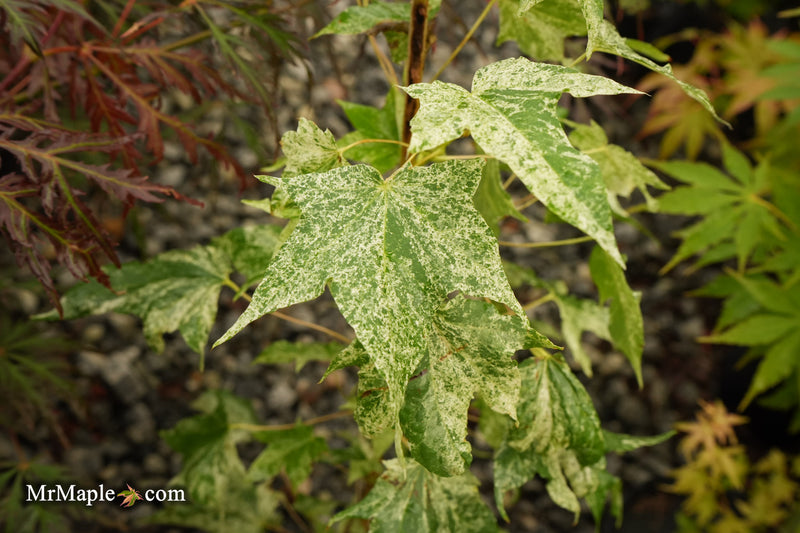 Acer pictum 'Kamisaka nishiki' Seedlings Batwing Maple