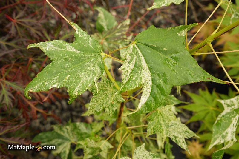 Acer pictum 'Kamisaka nishiki' Seedlings Batwing Maple