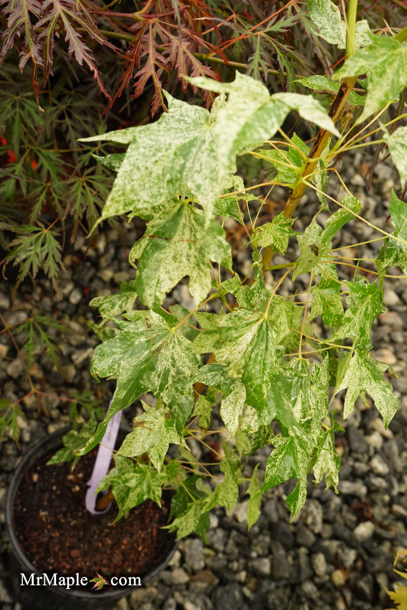 Acer pictum 'Kamisaka nishiki' Seedlings Batwing Maple