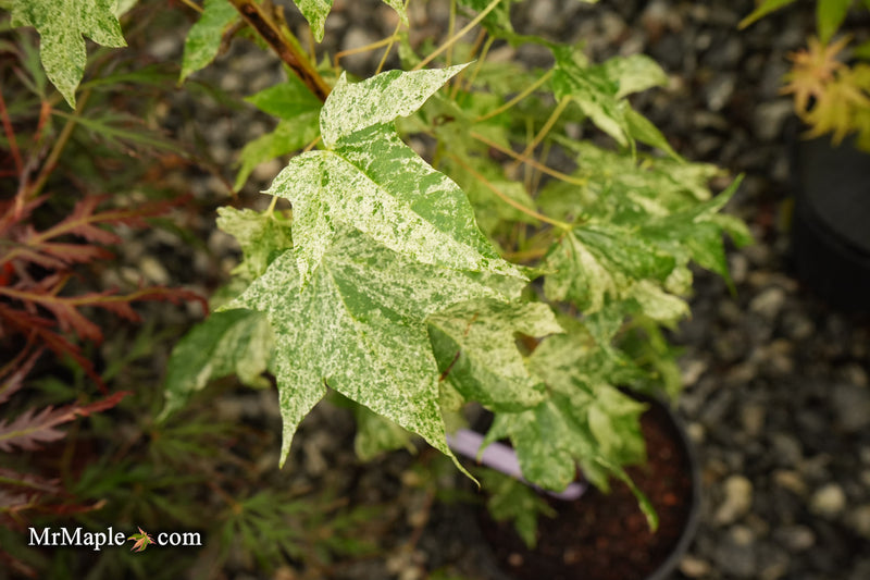 Acer pictum 'Kamisaka nishiki' Seedlings Batwing Maple