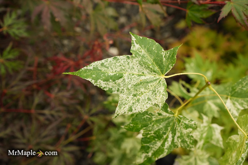 Acer pictum 'Kamisaka nishiki' Seedlings Batwing Maple