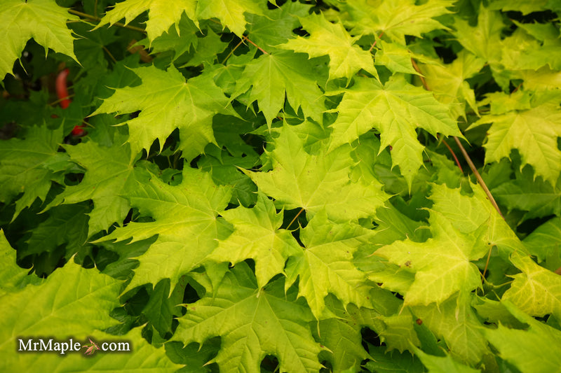 Acer platanoides 'Golden Globe' Golden Norway Maple