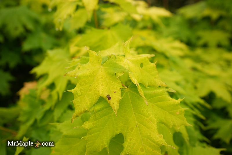 Acer platanoides 'Golden Globe' Golden Norway Maple